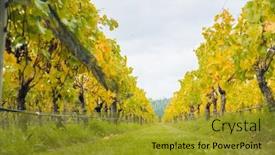  Presentation with high quality - Slide deck enhanced with bright-sunny-lit-grape background and a gold colored foreground