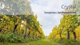  Presentation with high quality - Slides enhanced with bright-sunny-lit-grape background and a sky blue colored foreground