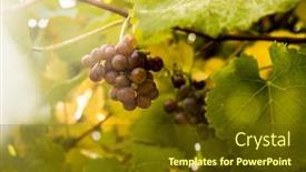  Presentation with high quality - Slide set featuring bright-sunny-lit-grape background and a tawny brown colored foreground
