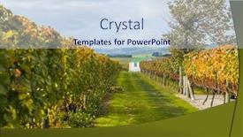  Presentation with high quality - PPT theme consisting of bright-sunny-lit-grape background and a sky blue colored foreground