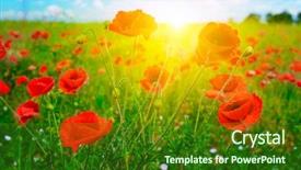  Presentation with poppy - PPT theme featuring bright-sunrise-in-poppy-field background and a forest green colored foreground