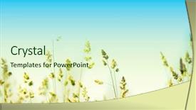  Presentation with sky blue - Presentation theme enhanced with bright sunset - grass and perfect blue sky background and a  colored foreground