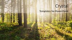  Presentation with haunted woods - Beautiful slides featuring bright sunset in the woods backdrop and a lemonade colored foreground
