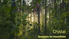  Presentation with woods - Cool new slides with bright-sunset-in-the-woods backdrop and a tawny brown colored foreground