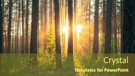  Presentation with woods - Presentation theme enhanced with bright-sunset-in-the-woods background and a  colored foreground