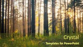  Presentation with woods - Slides featuring bright-sunset-in-the-woods background and a tawny brown colored foreground