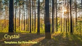  Presentation with woods - Slide deck featuring bright-sunset-in-the-woods background and a tawny brown colored foreground