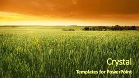  Presentation with wheat - PPT theme featuring worker polishing a wood table close-up grinder note shallow depth of field background and a gray colored foreground