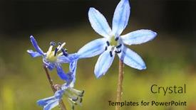  Presentation with bright - Amazing slide set having bright-wild-scilla-bifolia-flowers backdrop and a gold colored foreground