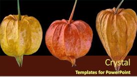  Presentation with bright - Presentation theme consisting of bright-winter-cherries-isolated background and a tawny brown colored foreground