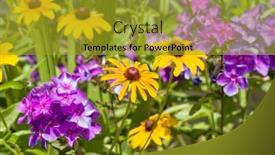  Presentation with bright yellow - Amazing PPT layouts having bright-yellow-black-eyed-susan backdrop and a gold colored foreground