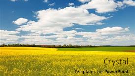  Presentation with bright yellow - Slides enhanced with bright-yellow-canola-field background and a gold colored foreground