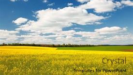  Presentation with agrarian - PPT theme with bright-yellow-canola-field background and a gold colored foreground