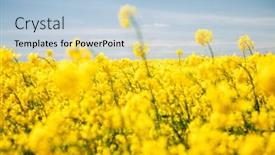  Presentation with agrarian - Amazing presentation theme having bright-yellow-canola-field backdrop and a light blue colored foreground