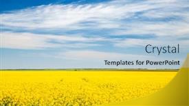  Presentation with agrarian - Presentation consisting of bright-yellow-canola-field background and a light blue colored foreground