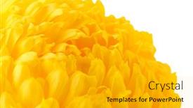  Presentation with chrysanthemum - Slide set consisting of football competition between national teams italy and sweden 3d rendering background and a lemonade colored foreground