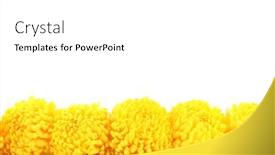  Presentation with bright yellow - Audience pleasing PPT theme consisting of bright-yellow-chrysanthemums-isolated backdrop and a white colored foreground