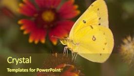  Presentation with sulphur - PPT layouts having bright yellow clouded sulphur butterfly background and a tawny brown colored foreground