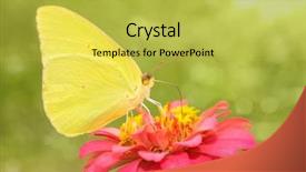  Presentation with sulphur - PPT layouts featuring bright yellow cloudless sulphur background and a yellow colored foreground
