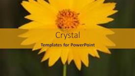  Presentation with bright yellow - Amazing presentation having bright-yellow-coreopsis-flower-against backdrop and a gold colored foreground