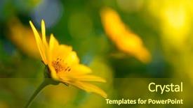  Presentation with bright yellow - Presentation theme consisting of bright yellow daisy flower floral image with shallow focus background and a tawny brown colored foreground