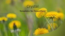  Presentation with bright yellow - Presentation theme enhanced with bright-yellow-dandelions-field-background background and a gold colored foreground