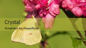  Presentation with sulphur - Cool new slide deck with bright yellow female cloudless sulphur butterfly feeding on a dark pink althea flower backdrop and a yellow colored foreground