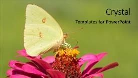  Presentation with sulphur - Colorful slide set enhanced with bright yellow female cloudless sulphur butterfly feeding on a deep pink zinnia with summer green background backdrop and a gold colored foreground