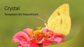  Presentation with sulphur - Slide set having bright yellow female cloudless sulphur background and a gold colored foreground