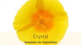  Presentation with bright yellow - Cool new PPT layouts with bright-yellow-flower-of-california backdrop and a yellow colored foreground