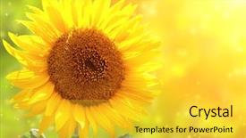  Presentation with fern sun - Slides having bright yellow sunflower and sun background and a yellow colored foreground