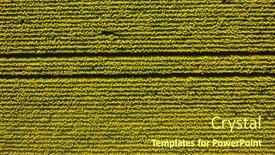  Presentation with bright yellow - Slide deck featuring bright-yellow-sunflower-field background and a tawny brown colored foreground