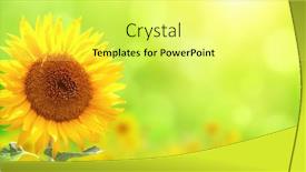  Presentation with bright yellow - PPT layouts featuring bright-yellow-sunflower-on-blurred background and a yellow colored foreground
