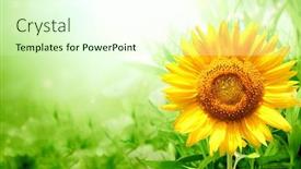  Presentation with bright yellow - Theme enhanced with bright-yellow-sunflower-on-green background and a cream colored foreground