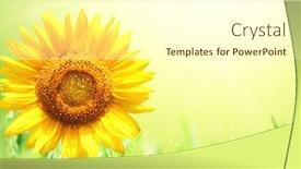  Presentation with bright yellow - Beautiful PPT theme featuring bright-yellow-sunflower-on-green backdrop and a white colored foreground