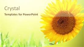  Presentation with bright yellow - Theme consisting of bright-yellow-sunflower-on-green background and a white colored foreground