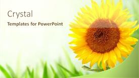  Presentation with bright yellow - Amazing slide set having bright-yellow-sunflower-on-green backdrop and a cream colored foreground