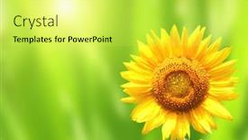  Presentation with bright yellow - Slide deck enhanced with bright yellow sunflower on green sunny background background and a yellow colored foreground
