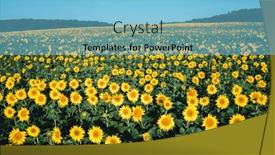  Presentation with earth land - PPT theme enhanced with bright-yellow-sunflowers-amongst background and a light blue colored foreground