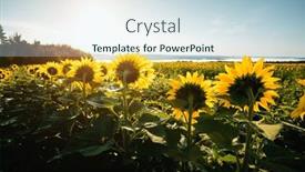  Presentation with earth land - Theme with bright-yellow-sunflowers-amongst background and a sky blue colored foreground