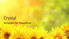  Presentation with sun bathers - Colorful presentation enhanced with bright yellow sunflowers and sun backdrop and a yellow colored foreground