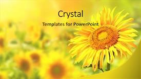  Presentation with bright yellow - PPT theme consisting of bright yellow sunflowers and sun background and a  colored foreground