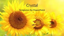  Presentation with sun radiation - Amazing slide deck having bright yellow sunflowers and sun backdrop and a yellow colored foreground