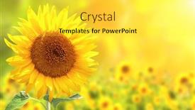  Presentation with bright yellow - Colorful presentation theme enhanced with bright yellow sunflowers and sun backdrop and a yellow colored foreground