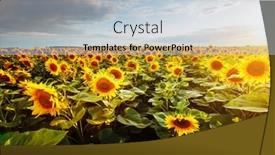  Presentation with bright yellow - PPT theme having bright yellow sunflowers glow in the sunlight location place of ukraine europe blooming field closeup photo of ecology concept perfect natural wallpaper background discover the beauty of earth background and a light blue colored foreground