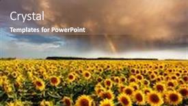  Presentation with bright yellow - Presentation design featuring bright yellow sunflowers glow in the sunlight location place of ukraine europe blooming field closeup photo of ecology concept perfect natural wallpaper background discover the beauty of earth background and a coral colored foreground