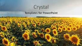  Presentation with sunflowers - Beautiful PPT layouts featuring bright-yellow-sunflowers-glow backdrop and a light blue colored foreground