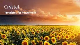  Presentation with bright yellow - Cool new presentation theme with bright-yellow-sunflowers-glow backdrop and a coral colored foreground