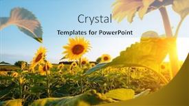  Presentation with bright yellow - PPT theme with bright-yellow-sunflowers-glow background and a light blue colored foreground