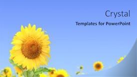  Presentation with banner blue - Cool new slides with bright-yellow-sunflowers-on-blue backdrop and a light blue colored foreground